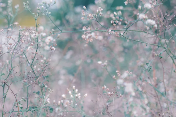 Élet Tavasz Virág Reggel Szépség Változás Nyár — Stock Fotó
