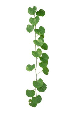 Asma yaprakları tropik, çalılık yaprakları beyaz arka planda izole edilmiş kesme yolu var