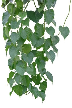 Asma yaprakları tropik, çalılık yaprakları beyaz arka planda izole edilmiş kesme yolu var