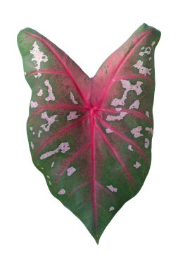 Yaprak bitkisi beyaz arkaplanda izole edildi