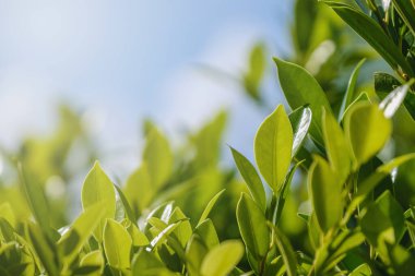 Yeşil Yapraklar, yeşillik doğası. Tasarım için arka plan boş.