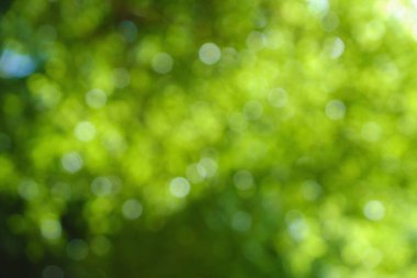 ağaç yapraklarının bokeh arkaplanı