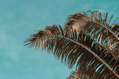 Mavi gökyüzü arka planında palmiye yaprağı