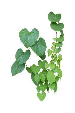 Bitki yeşili sarmaşık yaprakları tropik asılı, beyaz arka planda yalıtılmış tırmanıyor. Kesme yolu