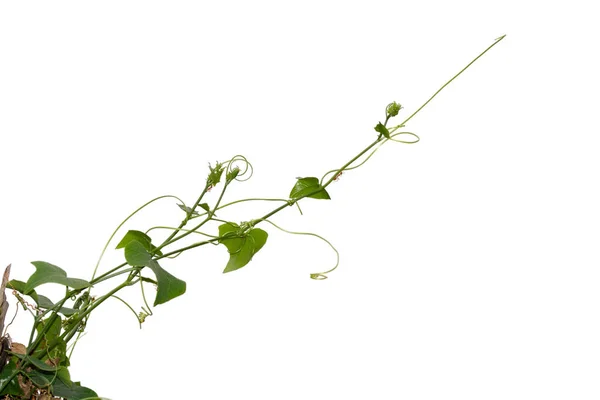 Wijnstok Plant Bladeren Tropisch Struik Gebladerte Boom Geïsoleerd Witte Achtergrond — Stockfoto