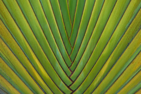 Naturaleza Superficie Fondo Hoja Verde Planta Textura Verde Primavera — Foto de Stock