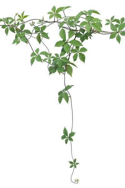 Plant Wijnstok Groene Klimop Bladeren Tropisch Opknoping Klimmen Geïsoleerd Witte — Stockfoto