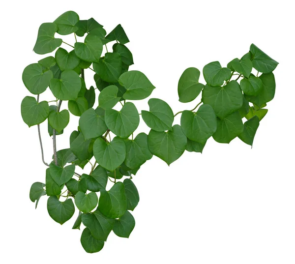 Растение Виноградной Лозы Зеленый Плющ Листья Тропические Висит Восхождение Изолированы — стоковое фото