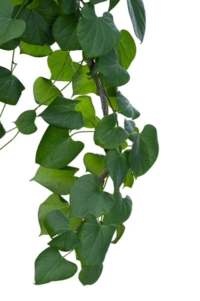 Растение Виноградной Лозы Зеленый Плющ Листья Тропические Висит Восхождение Изолированы — стоковое фото