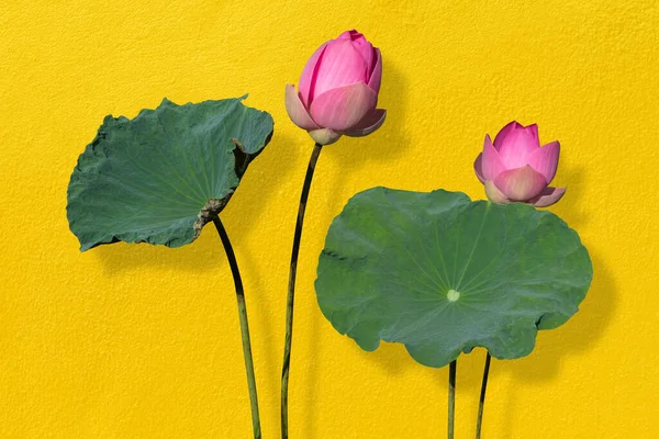 Lotus flower pink and green lotus leaves against gold wall background. Have clipping path
