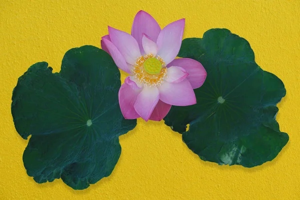 Lotusblüten Rosa Und Grüne Lotusblätter Vor Goldenem Hintergrund Schnittwunden Haben — Stockfoto