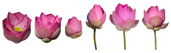 Zestaw Kwiat Lotusa Różowy Białym Tle Mają Ścieżkę Wycinania — Zdjęcie stockowe