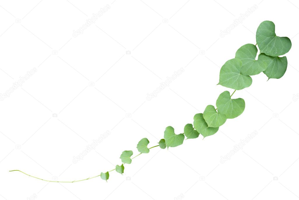 Plant vine green ivy leaves tropic hanging, climbing isolated on white background. Clipping path