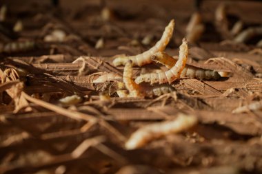 Sabah güneş ışığı alan ipek böcekleri..