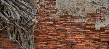 Tuğla duvardaki ağacın kökü