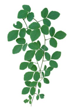 Yeşil yapraklar sarmaşık ormanları sarmaşık sarmaşığı, beyaz arka planda tropik. Kırpma yolu var