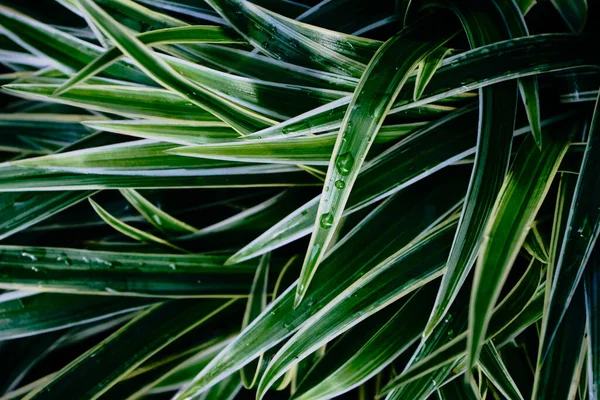 Pozadí List Přírodní Zelená Rostlina Close Příroda Abstraktní Textura — Stock fotografie