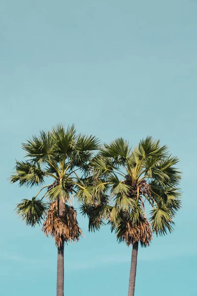 Landschap Tropische Openlucht Zomer Met Suikerpalm — Stockfoto