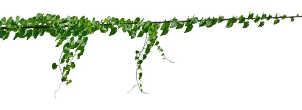 Groene Bladeren Wijnstok Geïsoleerd Klimop Jungle Kruipend Tropisch Tegen Witte — Stockfoto