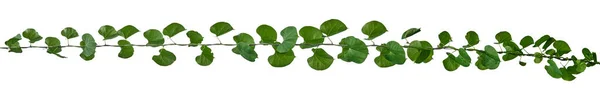 Green Leaves Vine Isolated Ivy Jungle Creeper Tropical White Background — Stock Photo, Image