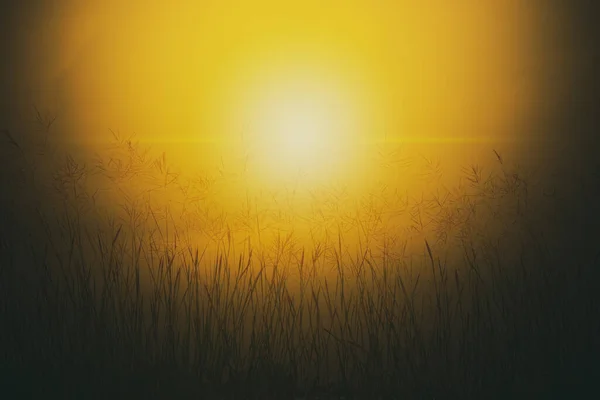 Травяной Цветок Закате Восходе Солнца Смена Сезона Осени Силуэт Пейзажа — стоковое фото