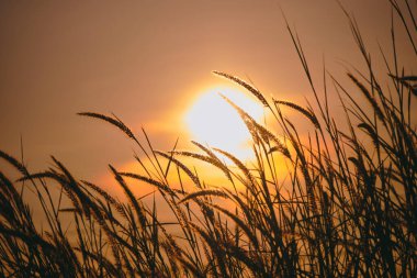 Huzurlu doğa sabah manzarası sonbahar arka planı sisi. Yaz Alacakaranlık kırsalında Sabah baharı