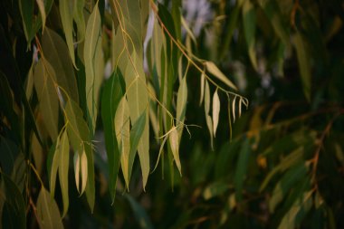 Okaliptüs yaprakları. okaliptüs ağacı arka planı