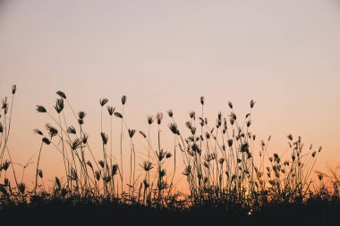 Huzurlu doğa sabah manzarası sonbahar arka planı sisi. Yaz Alacakaranlık kırsalında Sabah baharı