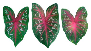 Caladium bicolor, beyaz arkaplanda kalp şeklinde izole bırakırName