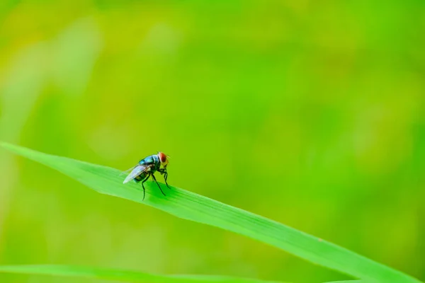 Fly Για Φύλλα Του Φυτού Στη Φύση Πράσινο Φόντο — Φωτογραφία Αρχείου