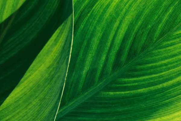 Zelené Pozadí Textury Zanechává Přírodní Zelená Rostlina Close Příroda Abstraktní — Stock fotografie