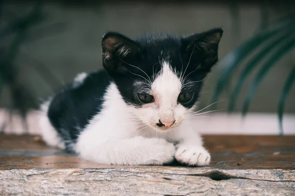 Gato Joven Mesa Madera — Foto de Stock