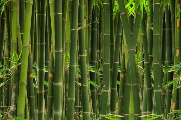 Verde Parede Bambu Textura Fundo — Fotografia de Stock