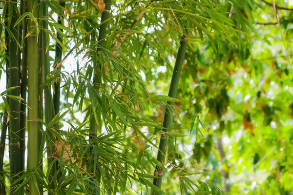 Bambusový Park Venkovní Příroda — Stock fotografie