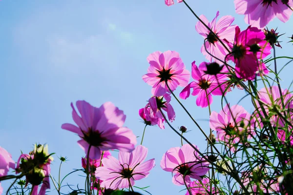 Flor Cosmos Rosa Con Cielo Azul Fondo Nuboso — Foto de Stock