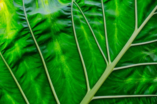 Zelená Příroda Listí Textury Pozadí — Stock fotografie