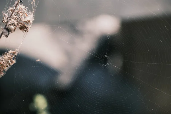 Ιστός Αράχνης Πρωί Σκούρο Φόντο — Φωτογραφία Αρχείου