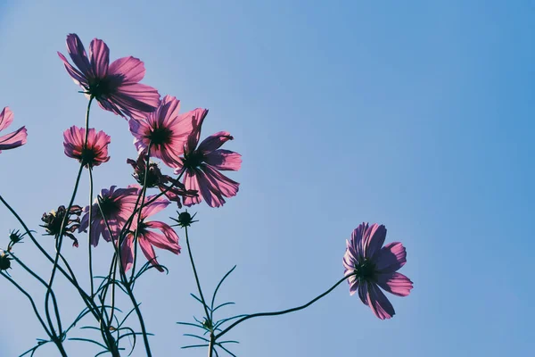 Rózsaszín Kozmosz Virág Kék Felhő Háttér — Stock Fotó