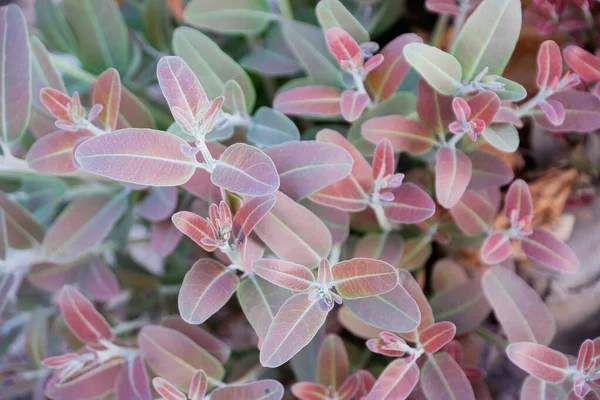 Eukalyptusblad Gren Eukalyptus Träd Natur Bakgrund — Stockfoto