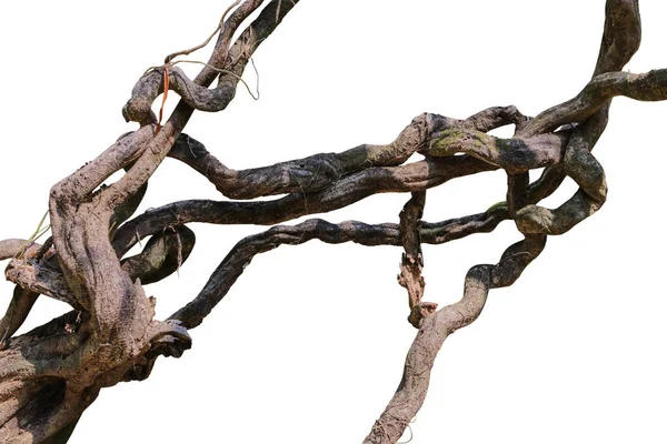 Liana beyaz arka planda izole edildi. Kesme yolu