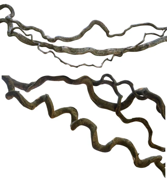 Sapkın liana seti beyaz arka planda izole edildi. Kesme yolu