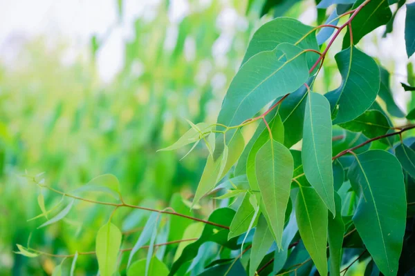 Eucalyptus Vertrekt Tak Eucalyptus Boom Natuur Achtergrond — Stockfoto