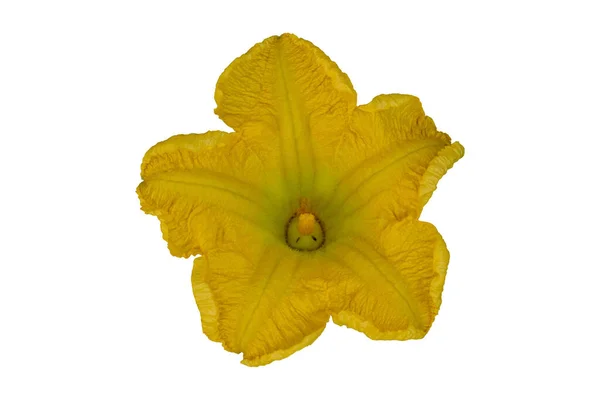 Žlutý Květ Izolované Bílém Pozadí Cesta Oříznutí — Stock fotografie