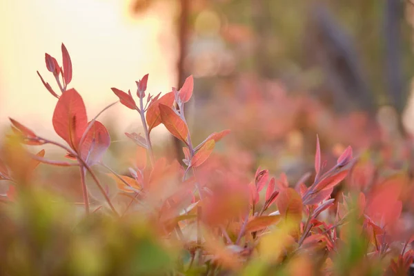 ユーカリの葉 枝ユーカリの木自然背景 — ストック写真