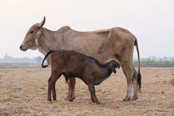 Vaca Está Amamantando Aire Libre — Foto de Stock