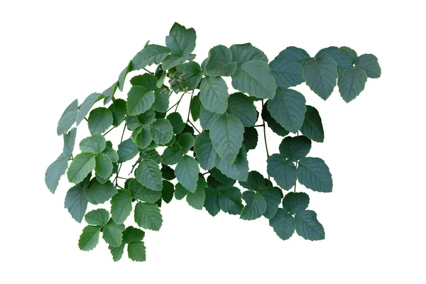 Listy Révy Rostliny Tropické Keř Listoví Izolované Bílém Pozadí Mají — Stock fotografie