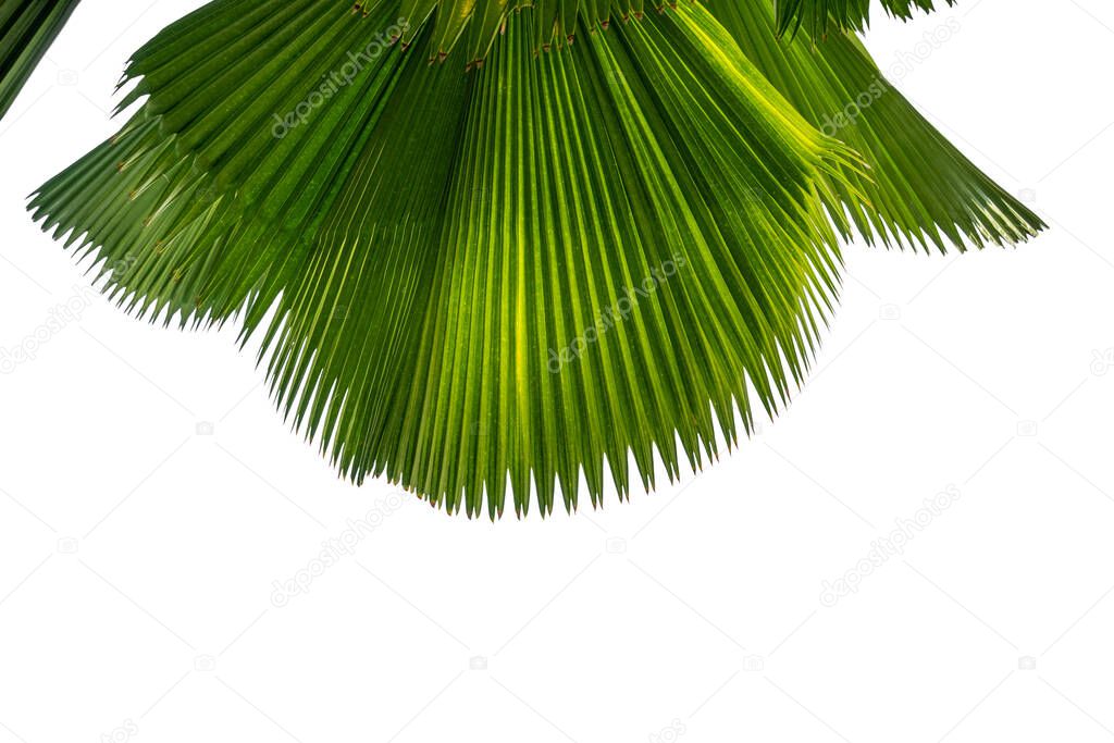 Palm leaves isolated on white background. Clipping path