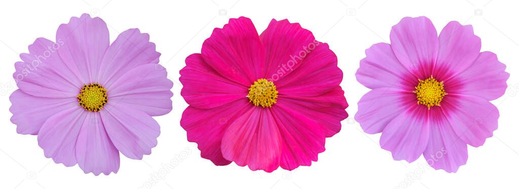 Set of Cosmos flower isolated on white background, clipping path