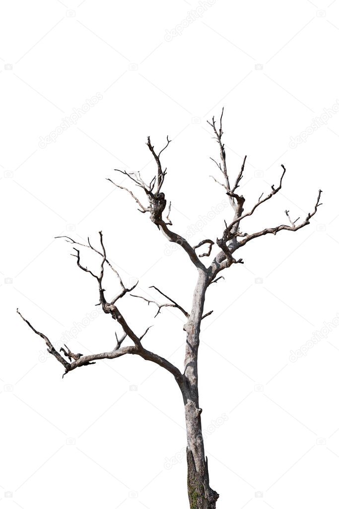 Dry tree isolated on white background. Clipping path