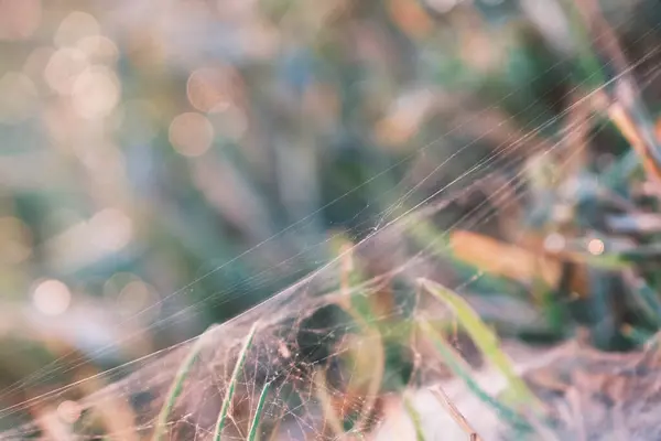 Ιστός Αράχνης Φύλλα Χόρτου Στο Φως Του Ήλιου Πρωί Bokeh — Φωτογραφία Αρχείου
